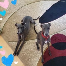Azawakh and Italian Greyhound All Grown Up from Noblewinds