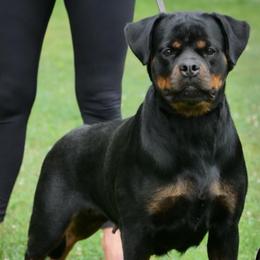 Rottweiler All Grown Up from Grandview Rottweilers