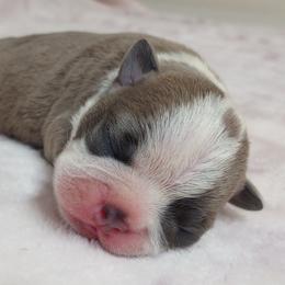 Boston Terrier Puppies from SB Bostons
