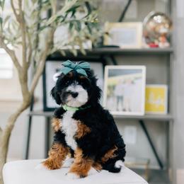 Glory - Tri-color female Bernedoodle puppy in Murray, Utah from Sun Valley Doodles