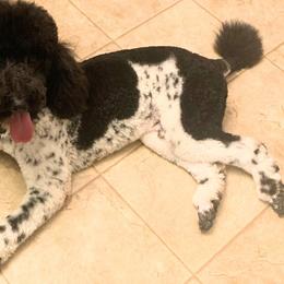 Poodle Puppies from Reeves Family Standard Poodles