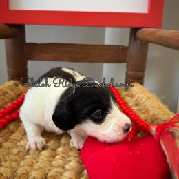 Dachshund Puppies from Shiloh Ridge Dachshunds