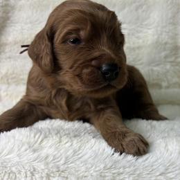 Alabama aka Bama - Red  male Goldendoodle puppy in Cleveland, Georgia from The O.G. Doodles