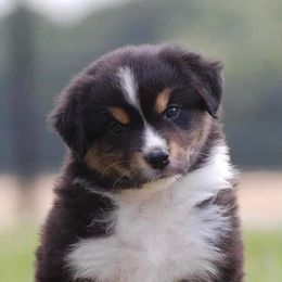Australian Shepherds from Slydrock Kennels