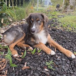 Austin - Red tri male Miniature Australian Shepherd puppy in Hilo, Hawaii from Akamai Miniature Australian Shepherds