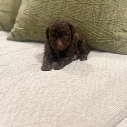 Jack - Brown male Poodle puppy in Poplarville, Mississippi from Southern Belle Poodles
