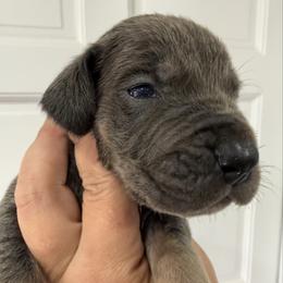 Foxy Baker - Blue and white female Great Dane puppy in Florida from Beachside Kennels