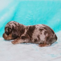Blue Tan Dapple Male - Dapple male Dachshund puppy in Coldwater, Mississippi from Mississippi Shorties Miniature Dachshunds