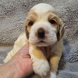 Captain - Red and white male Cocker Spaniel puppy in Florence, South Carolina from Reddick's American Cocker Spaniels