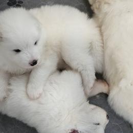 Golden Retrievers and Samoyeds from Scarlett Creek Retrievers and Samoyeds