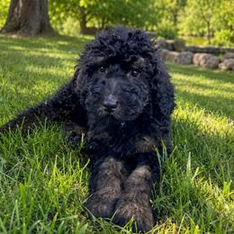Rodger - Tri-color male Bernedoodle puppy in Spring Valley, Wisconsin from Filipiak Breeders