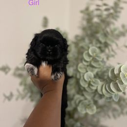 Purple Girl - Black and white Shih Tzu puppy in Conroe, Texas from NINKENNEL