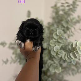 Purple Girl - Black and white Shih Tzu puppy in Conroe, Texas from NINKENNEL