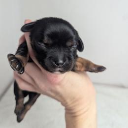 Persia - Black and tan female Cavalier King Charles Spaniel puppy in Seymour, Missouri from Painted Blessing's AKC Cavaliers LLC