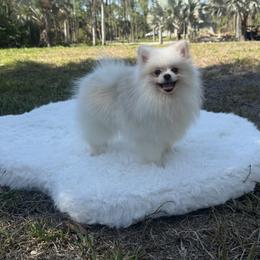 Mustafá 3.5 Pounds - White male Pomeranian puppy in Naples, Florida from Puppies Forever 💙❤️🐶