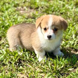 Red girl 4 - Red female Pembroke Welsh Corgi puppy in Rochester, Indiana from Stacy’s Pembroke Welsh Corgis