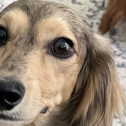 Dachshunds from For the Love of Doxens