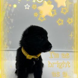 German Shepherd Puppies from Devon Rugerio's German Shepherds