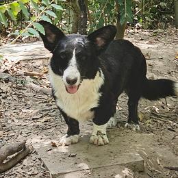 Snickers - Black and white male Cardigan Welsh Corgi puppy in Natchitoches. La, Louisiana from Bleu Bayou Corgis