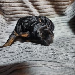 Flower - Phantom male Poodle puppy in San Tan Valley, Arizona from Desert Storm Poodles