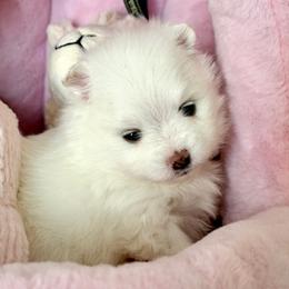BELLE - White female Pomeranian puppy in Pavilion, New York from Calverton Pomeranians