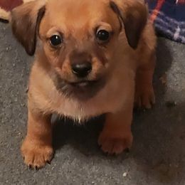 Female - Dark brown Xoloitzcuintli puppy in Augusta, Georgia from Faulkner Pups