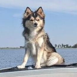 Brisbane - Pomsky