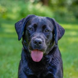 Tess - Labrador Retriever