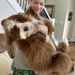 Winnie - Bernedoodle