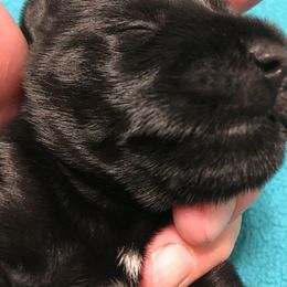 Miniature Schnauzer Puppies from Pamela Aumueller