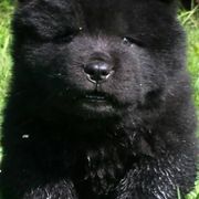 Chow Chow from Twilight Chows