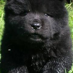 Chow Chow from Twilight Chows