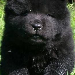 Chow Chow from Twilight Chows