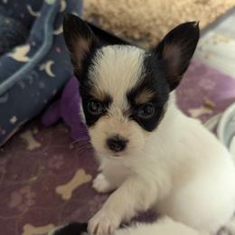 Lilly's AKC girl Daisy - White black and tan female Papillon puppy in Joshua, Texas from Summertime Kennels