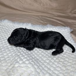 Sirius - Black male Goldendoodle puppy in Palmetto Bay, Florida from SOMIDOODLES
