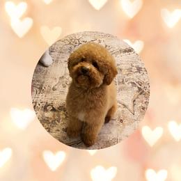 Red - Poodle