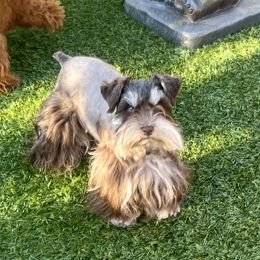 Mia - Miniature Schnauzer