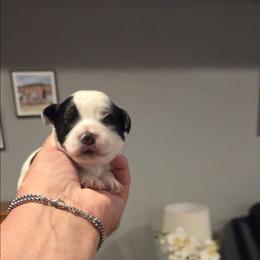 Max - Black & white male Maltipoo puppy in Everett, Washington from Meadows Ranch