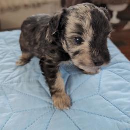 Max - Merle male Schnoodle puppy in Huron, Tennessee from Wilma's Paw-Paw Patch