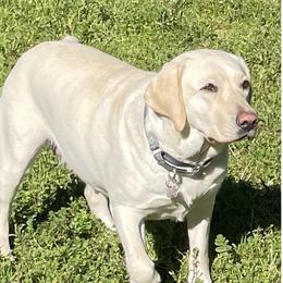 Stuart - Labrador Retriever