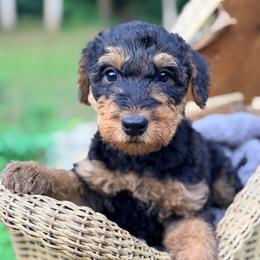 Brown aka Rocky - Black and tan male Airedale Terrier puppy in Mooresville, North Carolina from Farm 55