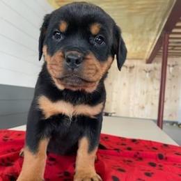 Female 5 Red - Black and rust female Rottweiler puppy in Aspers, Pennsylvania from Vom Uberlegenen Rottweilers