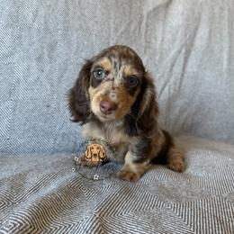 Mocha - Dapple female Dachshund puppy in Perris, California from Doxie_pupps