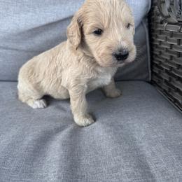 Goldendoodle Puppies from H&H Goldendoodles of Braselton