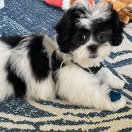 Shihpoo and Shih Tzu Puppies from The Luckie Puppy