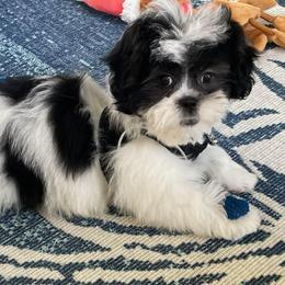 Shihpoo and Shih Tzu Puppies from The Luckie Puppy