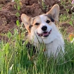 Pembroke Welsh Corgis from MJ's Corgis