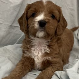 Cavapoo Puppies from Pensacola Blue Cavapoos