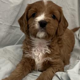 Cavapoo Puppies from Pensacola Blue Cavapoos