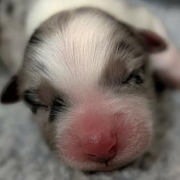 Boy 2 - Blue merle male Australian Shepherd puppy in Kittanning, Pennsylvania from Shadomoon